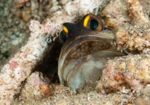 006Jawfish with Eggs