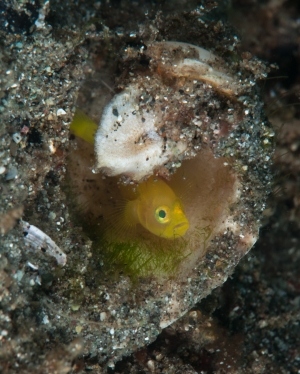 007Yellow Goby with Eggs