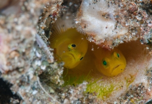 008Yellow Goby with Eggs