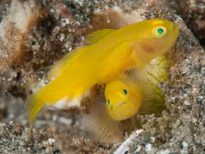 009Yellow Goby