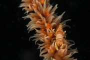008Whip Coral Shrimp