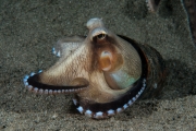 016Coconut Octopus