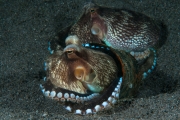 017Coconut Octopus