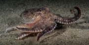 018Coconut Octopus