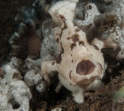 027White Frogfish